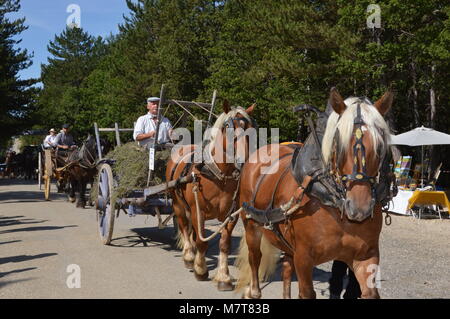 Zoom on the lavenders festival from the august 15 in Sault, France Stock Photo