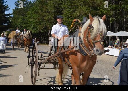 Zoom on the lavenders festival from the august 15 in Sault, France Stock Photo