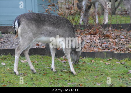 Close up of young Sika deer Cervus nippon close to painted summerhouse with stock wire fence and garden bed at back The Doward Herefordshire England Stock Photo