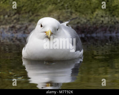 Quebec,Canada. Seagulls at the Montreal Biodome Stock Photo