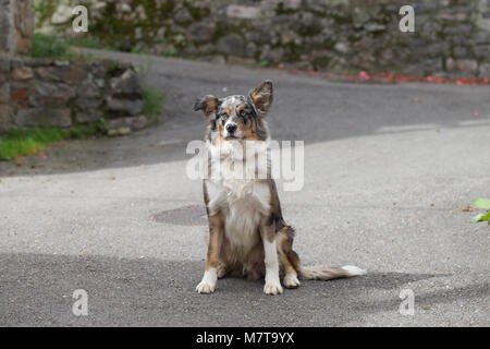 A blue merle border collie Stock Photo