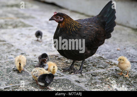 Momma chick and her chick feeding them on scraps from the tables of the vacationers at key west florida Stock Photo