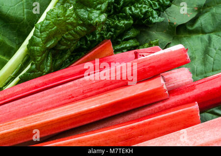 freshly picked and cut rhubarb from the urban garden Stock Photo