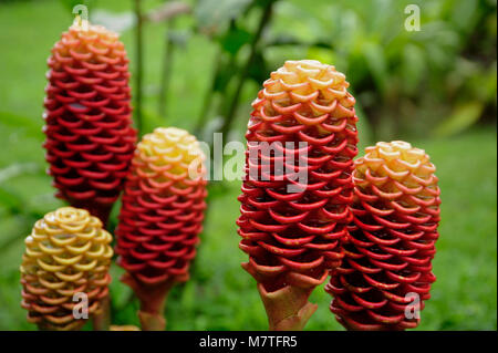 The flowers of the Zingiber spectabile (also known as Beehive Gingerl) are small, with purple petals and yellow spots, and a fragile, papery texture. Stock Photo