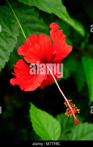 Hibiscus rosa-sinensis,also  known as Hawaiian hibiscus and rose mallow  is a bushy, evergreen with brilliant red flowers. Stock Photo