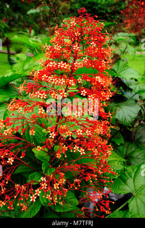 Clerodendrum speciosissimum is a tropical shrub with square-shaped, and the large heart-shaped flowers. Stock Photo