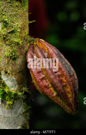 Beans from Theobroma cacao, also called the cacao tree and the cocoa tree,  are used to make cocoa mass, cocoa powder, confectionery and chocolate. Stock Photo