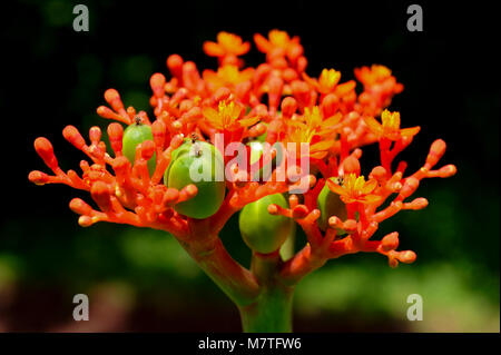 Jatropha podagrica is a species of plants known by several other names, including Buddha belly plant, bottleplant shrub, gout plant, and purging-nut. Stock Photo