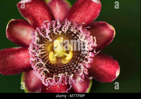 Passiflora, known also as the passion flowers or passion vines, are mostly tendril-bearing vines which produce regular and usually showy flowers with  Stock Photo