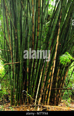 Bamboos are evergreen perennial flowering plants with hollow stems and vascular bundles in the cross section which are scattered throughout the stem. Stock Photo