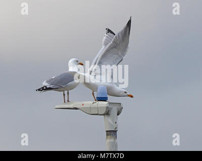 Sheerness, Kent, UK. 13th March, 2018. UK Weather: an overcast and quite warm morning in Sheerness with a few sunny spells. Credit: James Bell/Alamy Live News Stock Photo