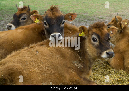 Jersey, Channel Islands, UK. 13th March, 2018. Jersey calfs outside in a field on a sunny day,Jersey,Channel islands Credit: imagegallery2/Alamy Live News Stock Photo