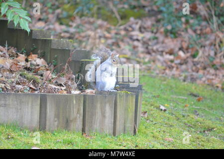 Grey squirrel Sciurus carolinensis sitting on wooden timber sleeper border edging in garden with dead fallen leaves green lawn Herefordshire England Stock Photo
