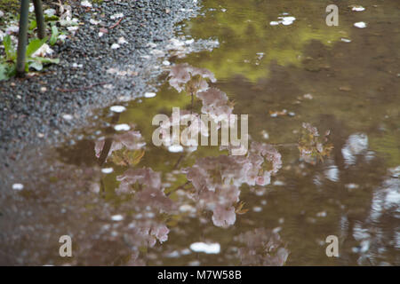 Cherry blossom reflecting in a puddle Stock Photo