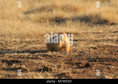 A Black Tailed Prairie Dog foraging for food at the Wichita Mountains Wildlife Refuge located in Indiahoma, Oklahoma 2018 Stock Photo