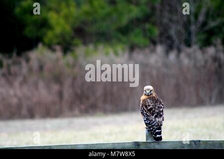 A Red Shouldered Hawk sitting on a fence Stock Photo