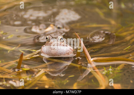 Male Common Frog Croaking