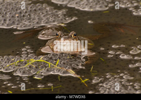 Male common frog (Rana temporaria) in a breeding pond in Surrey, UK, during March Stock Photo