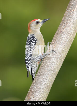 Red-crowned Woodpecker - Melanerpes rubricapillus Stock Photo