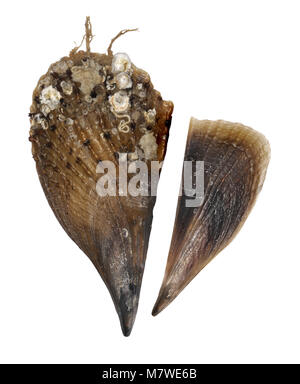 Noble Pen Shell or Fan Mussel - Pinna nobilis Stock Photo