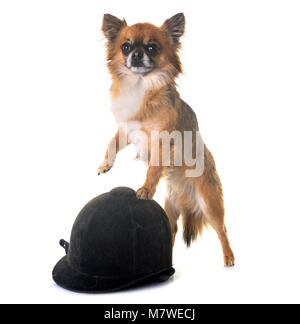 young chihuahua in front of white background Stock Photo