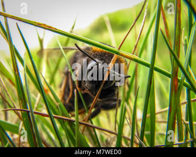 A Common Carder bee (bombus pascuorum) crawling through the grass Stock Photo