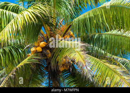 Coconuts are ripening on a tree in Niue under a blue sky. Stock Photo