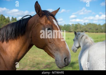Two horses in a field one brown and one white, blue sky and Forrest in background Stock Photo