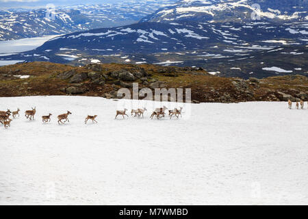 Flock of reindeer running across a patch of snow on a mountain in Jotunheimen Norway Stock Photo