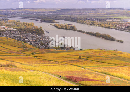 Rheingau bei Rüdesheim am Rhein, Rheingau, Hessen Stock Photo