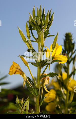 Evening Star, Nattljus (Oenothera biennis) Stock Photo