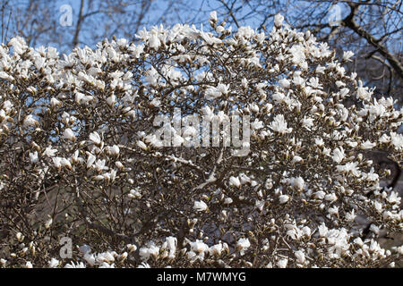 Star Magnolia, Stjärnmagnolia (Magnolia stellata) Stock Photo