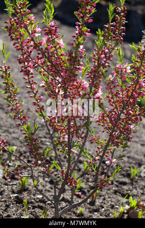 'Fire Hill' Dwarf Russian Almond, Dvärgmandel (Prunus tenella) Stock Photo