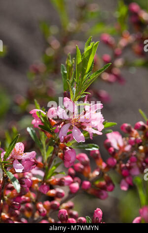 'Fire Hill' Dwarf Russian Almond, Dvärgmandel (Prunus tenella) Stock Photo