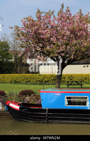 A blue narrowboat name 'Ivory' moored on the Grand Union Canal, Linslade, Bedfordshire, UK, with a cherry tree behind. Stock Photo
