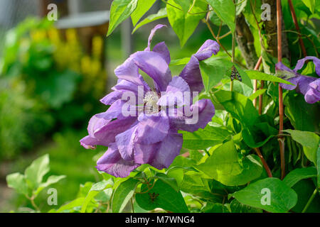 Beautiful purple clematis flowers in summer garden. Close up. Stock Photo