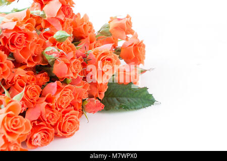 Soft full blown bush orange roses on white. Selective focus. Copy space. Isolated. Stock Photo