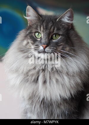 Majestic blue tabby Norwegian Forest female cat looking at camera Stock Photo