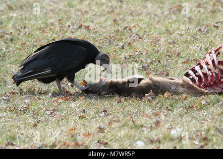A Black Vulture eating a deer carcass Stock Photo