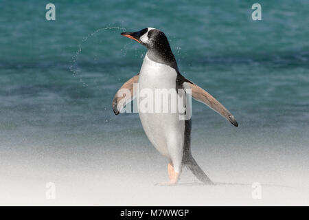 Gentoo Penguin Stock Photo