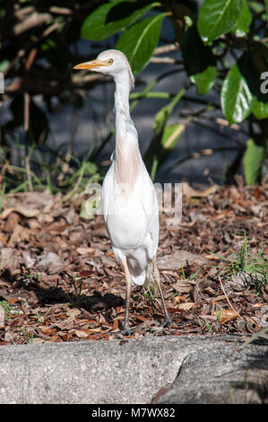 Cattle Egret Stock Photo