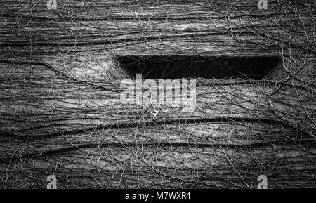 Natural abstract pattern created by vines growing a building. Wild and surreal textured pattern in black and white, dark slot in top right. Stock Photo