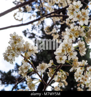 Vibrant fresh white spring blossoms in Japan. Closeup of branches loaded with seasonal springtime bright white and yellow Japanese blossoms. Stock Photo