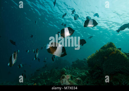 Swarm Brown-and-white butterflyfish, Hemitaurichthys zoster, Indian Ocean, Maldives Stock Photo
