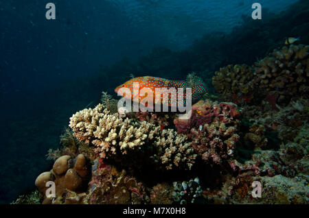 Coral Grouper, Cephalopholis miniata, on coral reef, indian Ocean Stock Photo