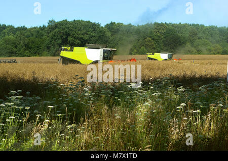 two agricultural machines operate in the field, agricultural land, ain harvesting machines operate in the field Stock Photo