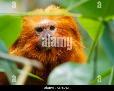 A Golden Lion Tamarin  at the Montreal Biodome, Quebec, Canada Stock Photo