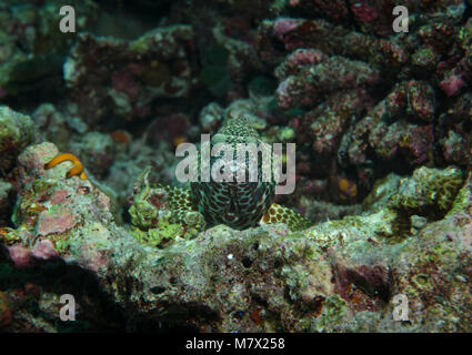 Honeycomb Grouper, Epinephelus merra, sat in coral reef, Bathala, Maldives Stock Photo
