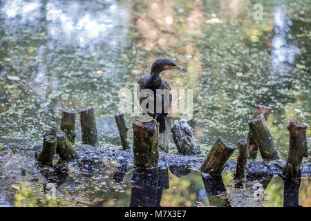 Cormorant standing on branch over small lake Stock Photo