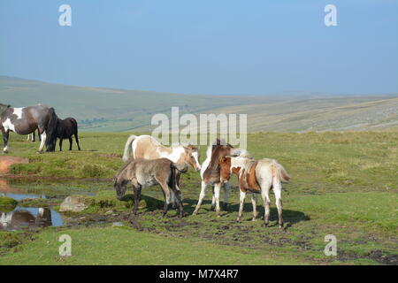 Dartmoor pony and foal grazing in Dartmoor National Park - Devon, England - ponies and foals in September (summer) Stock Photo